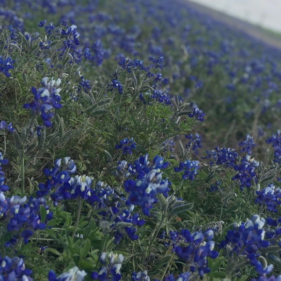 Meet your Posher, Brianna - Picture 1 of 1